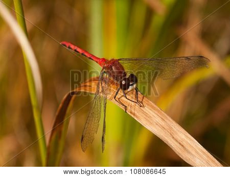 White-faced Meadowhawk