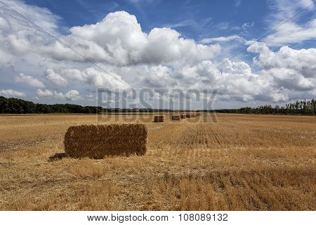 Squares Straw Bales After Harvest Wheat 11