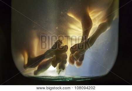 Animal Embryos In Formaldehyde