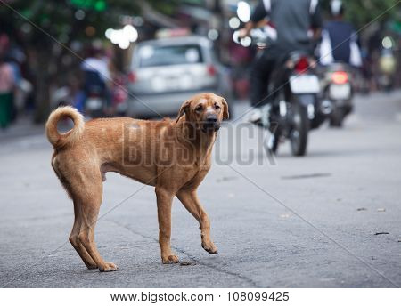 Lost dog standing on a crowded street