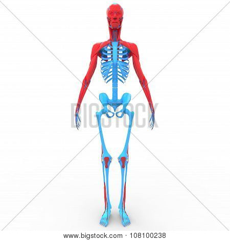 Human Skeleton Body with Muscles