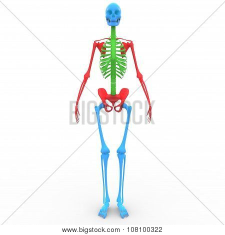 Human Skeleton