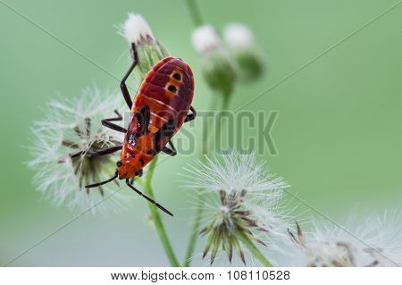 Red Bug