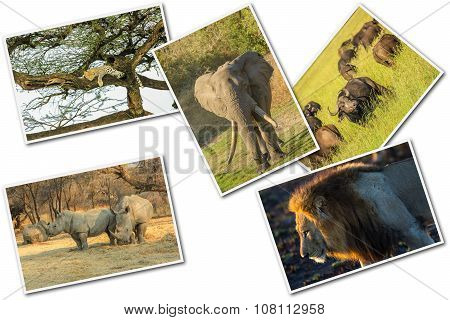 African Big Five