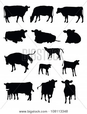 Cows Silhouettes