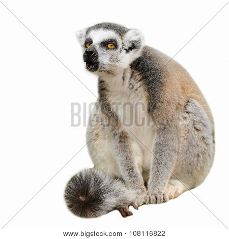 Portrait Of Adult Lemur Katta (Lemur Catta) On White Background