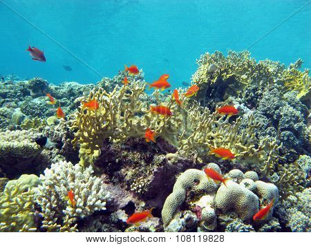 Coral Reef With Fire Corals And Fishes Anthias In Tropical Sea, Underwater