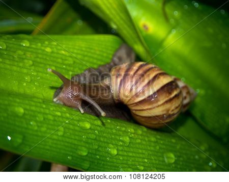 Snail On Leaf