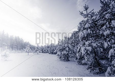 Forest Covered By Snow In Winter Landscape