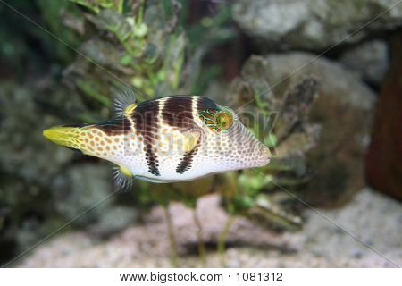 Tropiska fiskar