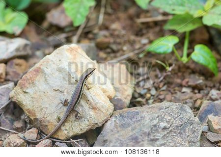 Iguana Crawling On A Small Rock.