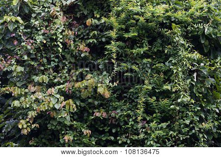 Green Rain Forest