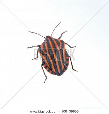 Red Black Striped Shield Bug On A White Background