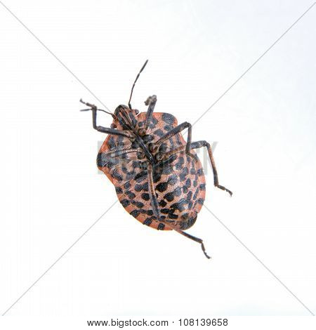 Red Black Striped Shield Bug On A White Background