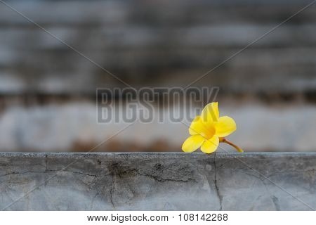 A yellow flower dropped on concrete ground