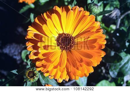 Marigold