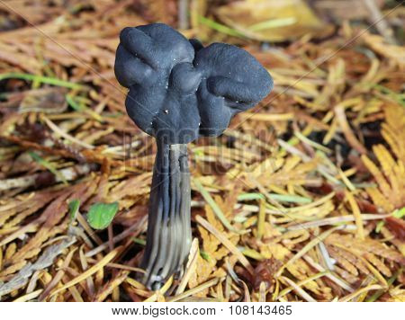 Black Elfin Saddle Mushroom - Helvella vespertina
