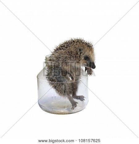 Forest Wild Hedgehog Comes Out Of A Glass Jar Isolated