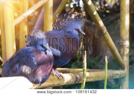 Blue Peacocks With Red Eyes In Loro Park (loro Parque), Tenerife