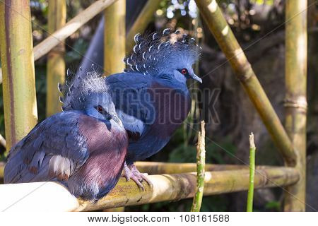 Blue Peacocks With Red Eyes In Loro Park (loro Parque), Tenerife