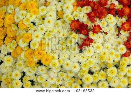 flower bed background, red yellow and white