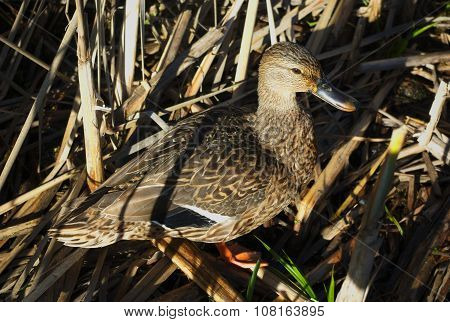 camouflaged duck in high grass