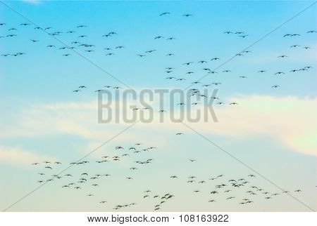 many geese in the sky