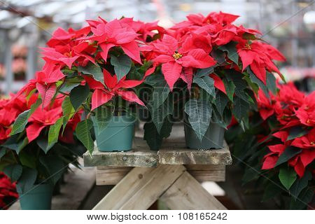 Christmas Poinsettia