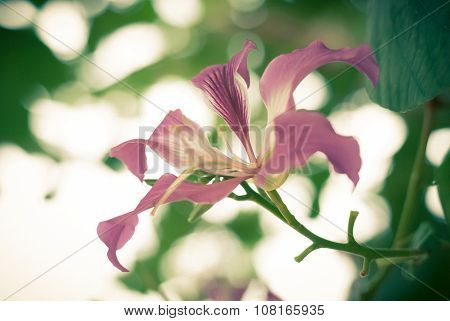 Butterfly Tree, Orchid Tree, Purple Bauhinia