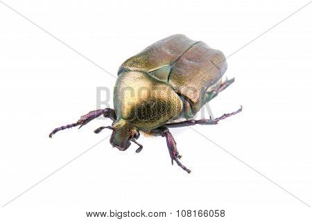 Big Bronze Bug On A White Background