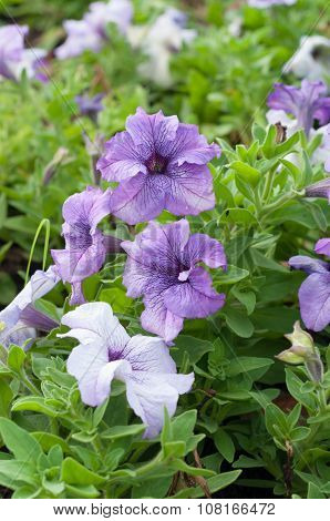 Petunia Or Petunia Hybrida Vilm In The Garden Or Nature Park Vintage