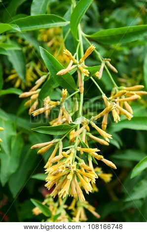 Cestrum Nocturnum Or Hasna Hena Of Southeast Asia