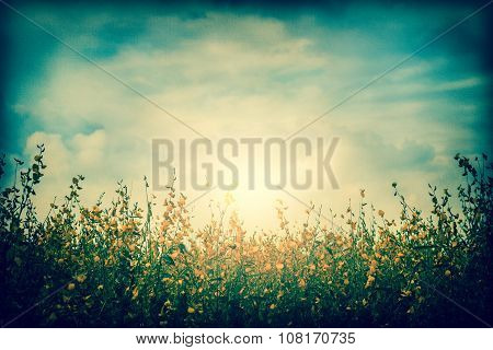 Field Of Sunhemp Flower With Blue Sky