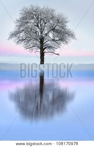 Tree With Rime Frost In Winter Landscape