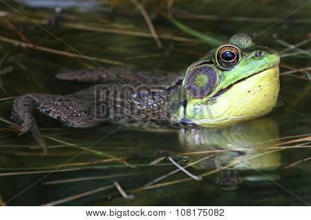 Green Frog (rana Clamitans) In A Pond