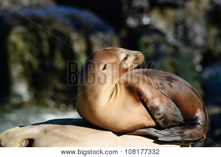 A Sea Lion looks back  at one of its cohorts