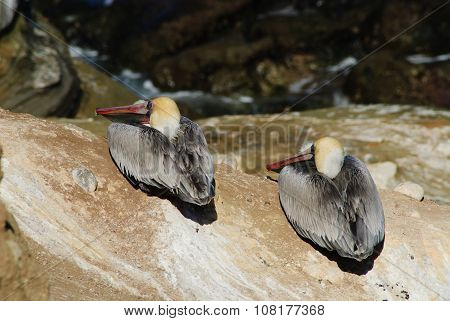 Two Brown Pelicans