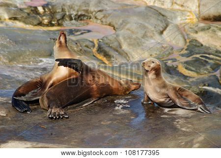 Sea Lion Family