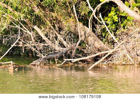 Wild Brenta River