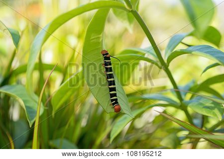 Pseudosphinx tetrio, colorful caterpillar