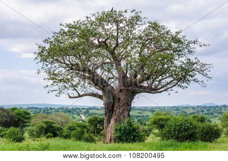 Eagle On A Baobab Tree In The Tarangire Park, Tanzania