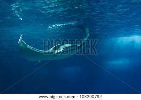Manta Ray Fish Floating Underwater
