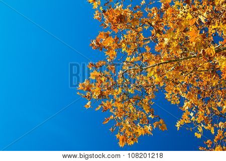 The brilliant red and orange leaves of a Maple tree against a deep blue sky