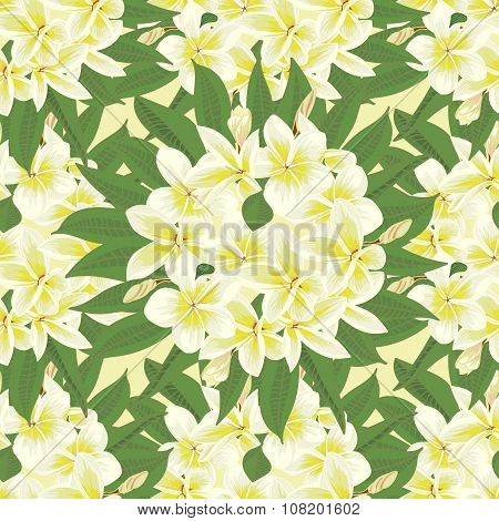 Flowers Frangipani Seamles Background With Leafs In Realistic Hand-drawn Style