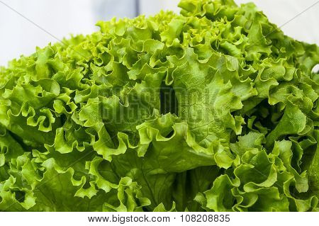 green lettuce leaves close-up