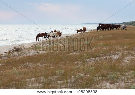 Wild Horses On The Beach