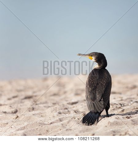 Cormorant