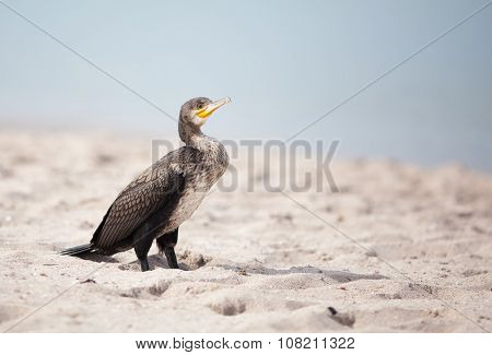 Cormorant