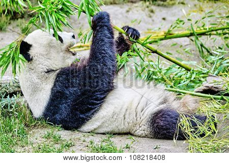 Cute Bear Panda Actively Chew A Green Bamboo Sprout.