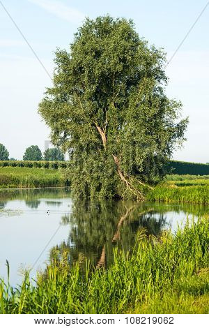 Crooked Tree Reflected In The Smooth Water Surface